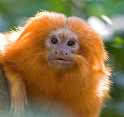 Golden tamarind monkey