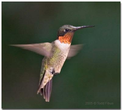 Ruby-Throated Hummingbird - Adult Male