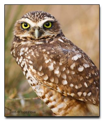 Burrowing Owl, Mountainview, CA