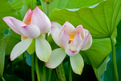 Kenilworth Aquatic Gardens - July 2nd, 2005
