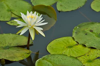Kenilworth Aquatic Gardens - July 2nd, 2005