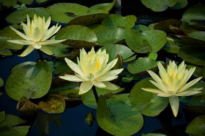 Bloomin' Lillies