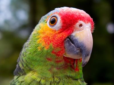 Red Lored Amazon - Advanced Digital Projection