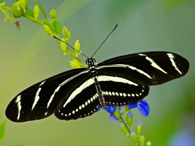 Black Butterfly - Advanced Digital Projection