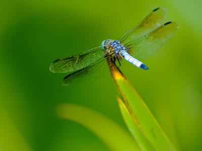 Dragonfly - Advanced Color Print