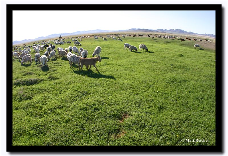 Sheep and Goats, Tov Aimag