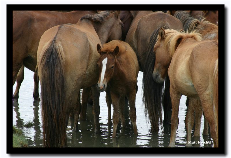 Horses Drinking in the River, Tov Aimag