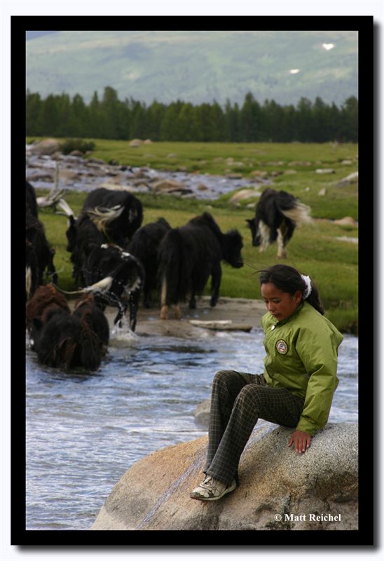 Looking after the Yaks, Bayan-Olgii