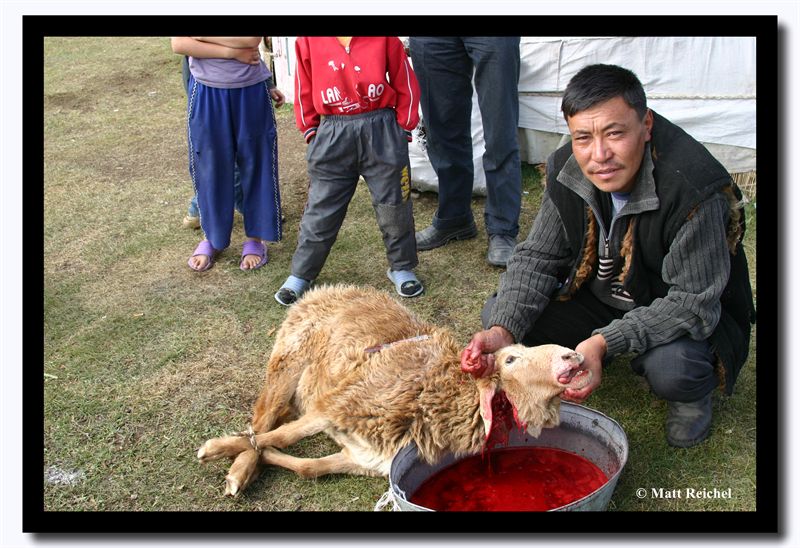 Local Man Slaughters a Sheep for Dinner, Altai Tavanbogd National Park