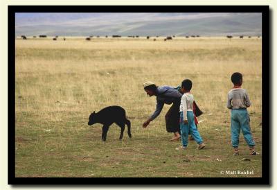 Catching a Yak, Tibetan Plateau-copy.jpg