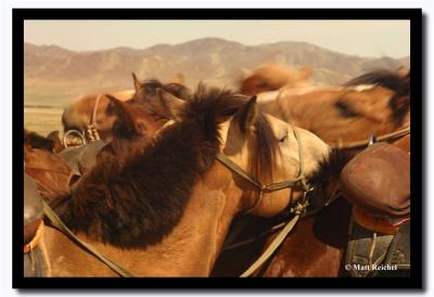 Mongolian Horses, Tov Aimag