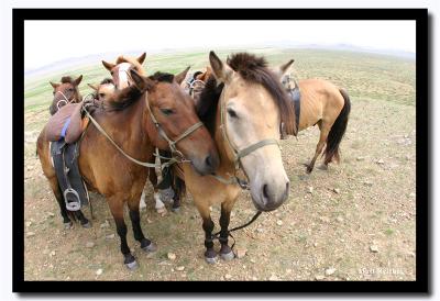 Our Horses, Tov Aimag