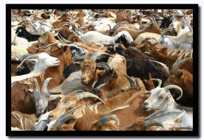 Goats in the Carral, Tov Aimag