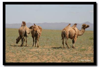 Camels, Tov Aimag