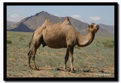 Camel, Tov Aimag