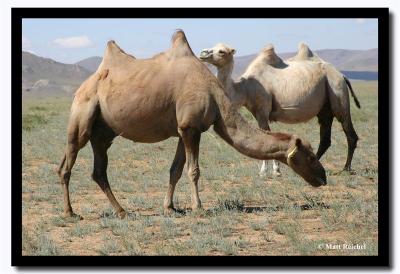 Grazing Camels, Tov Aimag