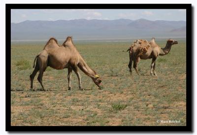 Camels, Tov Aimag