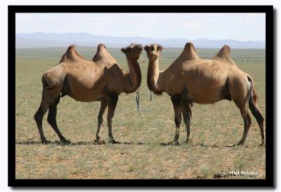 Temee (Camels), Northern Gobi Desert