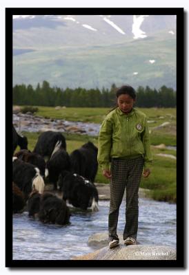 Tending the Family's Yaks, Altai Tavanbogd National Park