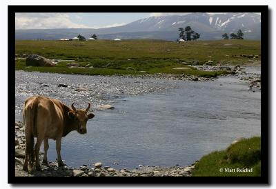 Lone Bull, Altai Tavanbogd National Park