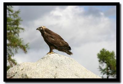 Eagle, Altai Tavanbogd National Park