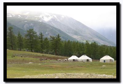 Gers in the Alpine Woods, Altai Tavanbogd National Park