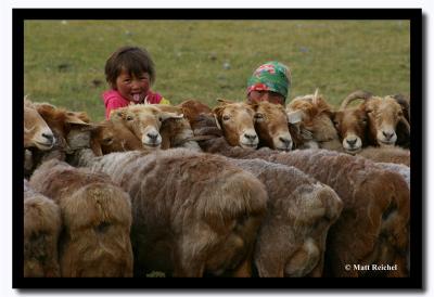 Milking Sheep, Bayan-Olgii Aimag