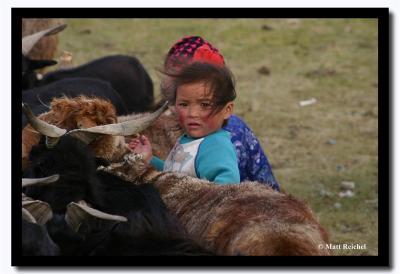 Collecting Sheep Milk, Bayan-Olgii Aimag