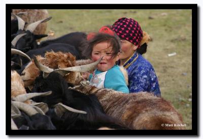 Milking Sheep, Bayan-Olgii Aimag