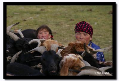 Milking Sheep, Bayan-Olgii Aimag