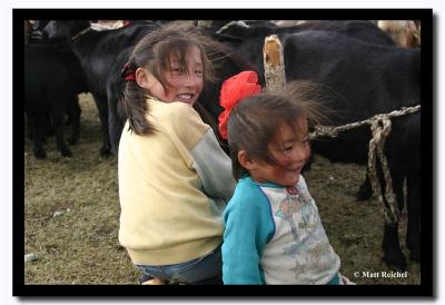 Milking Goats, Bayan-Olgii Aimag