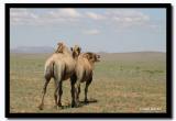 Camels, Tov Aimag