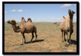 Camels, Tov Aimag