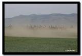 Kicking up Dust, Naadam, Kharkhorin