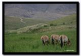 Tekh Wild Horses, Tov Aimag