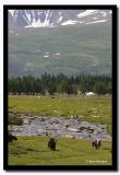 Grazing, Altai Tavanbogd National Park
