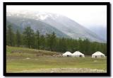 Gers in the Alpine Woods, Altai Tavanbogd National Park