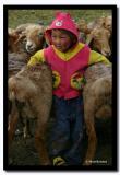 Sheep Support, Bayan-Olgii Aimag