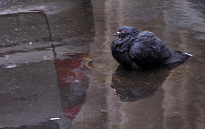 Pigeon Bath