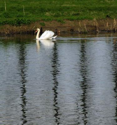 Rural Thames