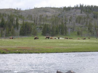 YellowstoneJun05008.jpg