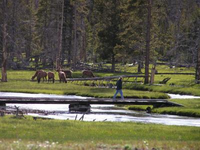 v3/61/303861/3/45109268.YellowstoneMay050005.jpg