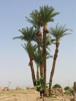 Luxor Temple