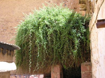 Monastery of St. Catherine, Der Brennende Dornbusch (Moses' Burning Bush)