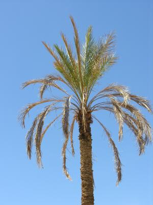 Feiran Oasis