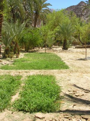 Feiran Oasis