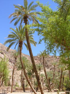 Feiran Oasis