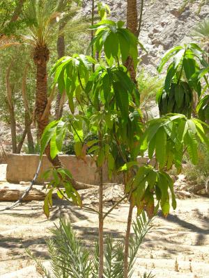 Feiran Oasis