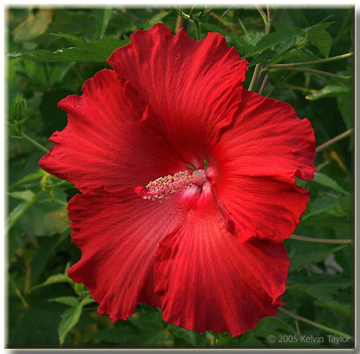 Hibiscus Lord Baltimore