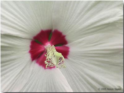 Hibiscus moscheutos 'Disco Belle White' closeup